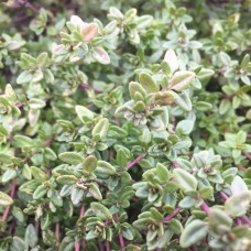 English Thyme Hydrosol | Cleansing and Protective Support