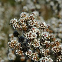 Fragonia Hydrosol | Balancing and Restorative