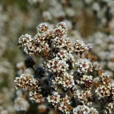 Fragonia Hydrosol | Balancing and Restorative
