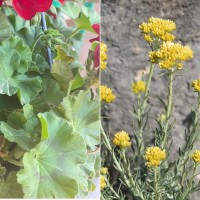 Helichrysum italicum/Rose Geranium Codistill Hydrosol | Synergistic Healing