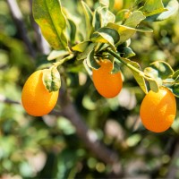 Kumquat Hydrosol | Invigorating and Restorative Care
