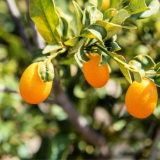 Kumquat Hydrosol | Invigorating and Restorative Care