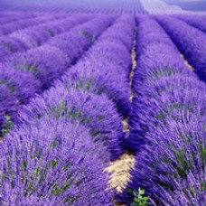 Lavender Hydrosol | Soothing and Restorative Support