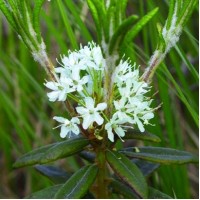 Labrador Tea (Greenland Moss) Hydrosol