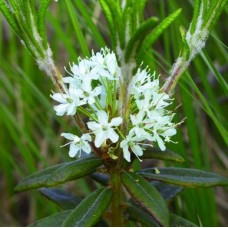 Labrador Tea (Greenland Moss) Hydrosol