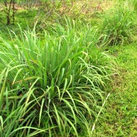 Lemongrass Hydrosol | Wildcrafted
