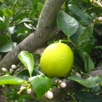 Lime Hydrosol | Refreshing and Energizing