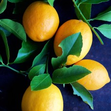 Lemon Meyer Hydrosol | Bright and Invigorating Support