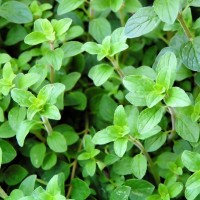 Oregano Hydrosol | Antimicrobial and Immune Support