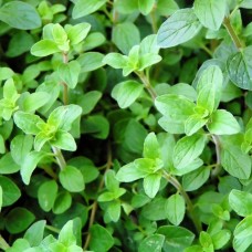 Oregano Hydrosol | Antimicrobial and Immune Support Oregano Hydrosol | Antimicrobial and Immune Support