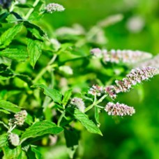 Peppermint Hydrosol | USA Peppermint Hydrosol | USA
