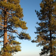 Ponderosa Pine Hydrosol | Uplifting & Grounding Ponderosa Pine Hydrosol | Uplifting & Grounding