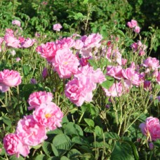 Rosa damascena (Damask Rose) Hydrosol | Regenerative and Calming