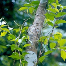 Sandalwood Hydrosol | Grounding and Balancing