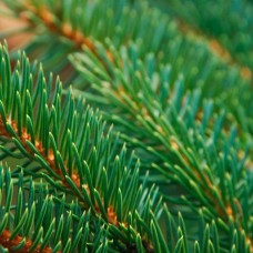 Sitka Spruce Hydrosol | Grounding and Courageous