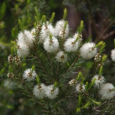 Tea Tree Hydrosol | Purifying and Restorative