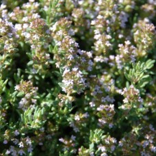 Thyme linalol Hydrosol | Purification | Vitality