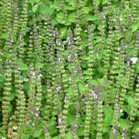 Holy Basil |Tulsi Kapoor Hydrosol | Clarity