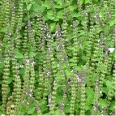 Holy Basil |Tulsi Kapoor Hydrosol | Clarity