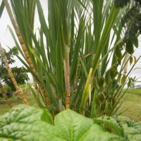 Vetiver Wild Crafted Hydrosol Hawaii - Limited Reserve