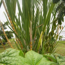 Vetiver Wild Crafted Hydrosol Hawaii - Limited Reserve Vetiver Wild Crafted Hydrosol Hawaii - Limited Reserve
