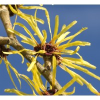 Witch Hazel Hydrosol | Purification and Restoration - USA