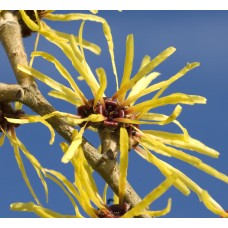 Witch Hazel Hydrosol | Purification and Restoration - USA Witch Hazel Hydrosol | Purification and Restoration - USA