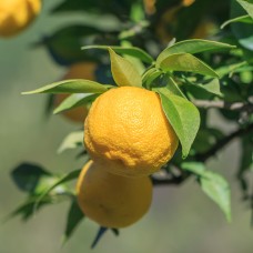 Yuzu Hydrosol | Centering and Uplifting Yuzu Hydrosol | Centering and Uplifting