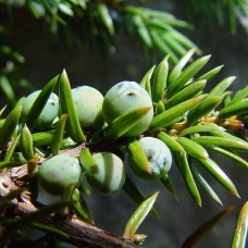 Juniper | Dwarf  Essential Oil | Alpine Clarity | Corsica