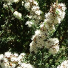 Kanuka Essential Oil