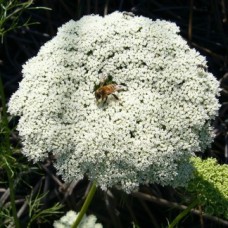 Khella Essential Oil