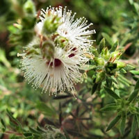 Kunzea Essential Oil | White Cloud | Grief, Pain + Clear Breathing Kunzea Essential Oil | White Cloud | Grief, Pain + Clear Breathing