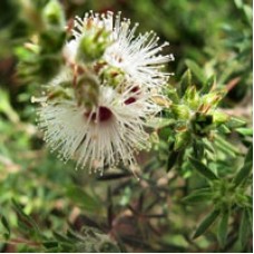Kunzea Essential Oil | White Cloud | Grief, Pain + Clear Breathing