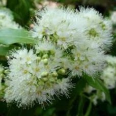 Lemon Myrtle Essential Oil