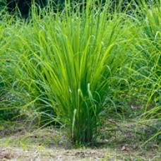 Lemongrass Essential Oil - Nepal