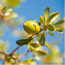 Pure Argan Oil | Wild-Harvested, Anti-Aging Skin and Hair Care