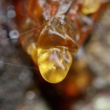 Frankincense Resin Infused Foraha | Skin Healing and Spiritual Renewal