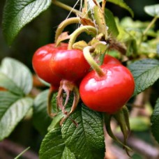Rosehip Seed Oil | Organic | Anti-Aging and Skin Brightening Power