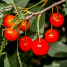 Cherry Kernel Oil | Organic Anti-Aging and Hydrating Carrier Oil