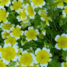 Meadowfoam Seed Oil - Unrefined