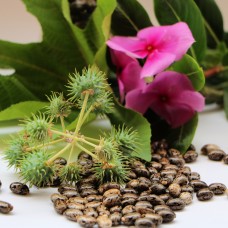 Black Castor Oil | JBCO | Nutrient-Rich Hair and Skin Support