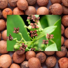 Sandalwood Seed CO₂ Extract | Rare Botanical Carrier Oil for Skin + Hair