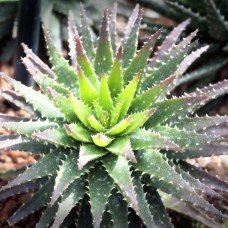Aloe Vera Gel | Original | Cooling Relief and Skin Healing