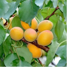 Apricot Kernel Oil | Nourishing Moisturizer for Skin and Hair