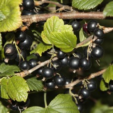 Black Currant Seed Oil | Natural Skin Barrier and Anti-Aging Support