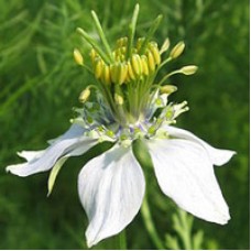 Black Cumin Seed Oil | Organic | Immune Boosting and Skin Repair