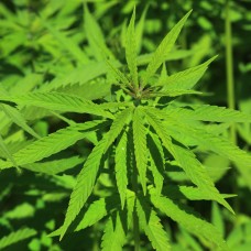 Hemp Seed Oil | Virgin Organic | Moisturizing and Anti-Aging
