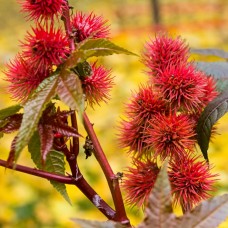 Castor Oil | Anti-Inflammatory and Skin Support with Ricinoleic Acid