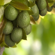 Organic Avocado Oil | Nourishing Moisturizer for Skin and Hair