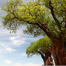 Baobab Seed Oil | Hydration, Skin Repair, and Emotional Balance